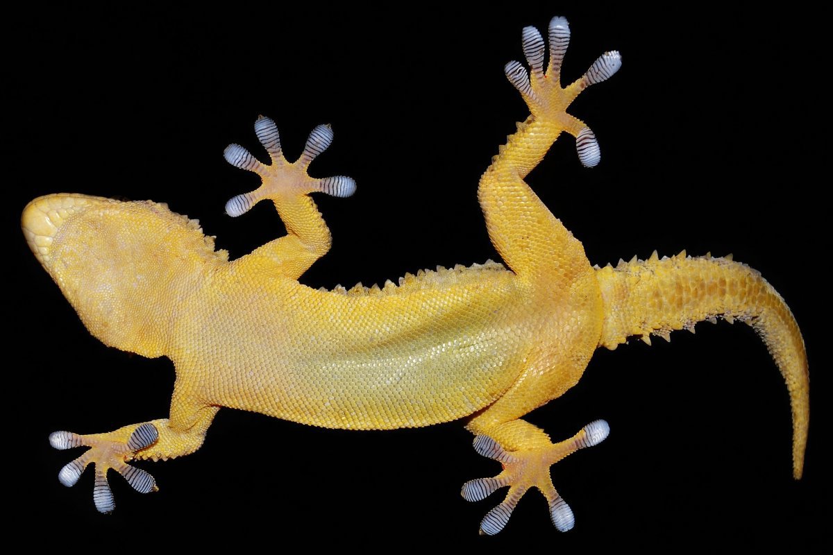 Gecko on glass wall