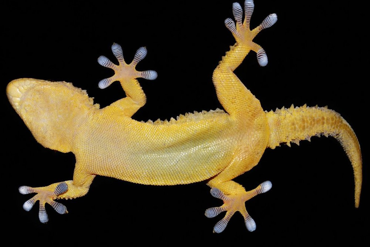 Gecko on glass wall