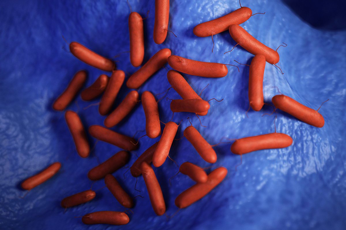 Pseudomonas Aeruginosa